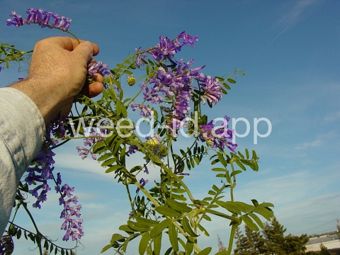 vetch, hairy